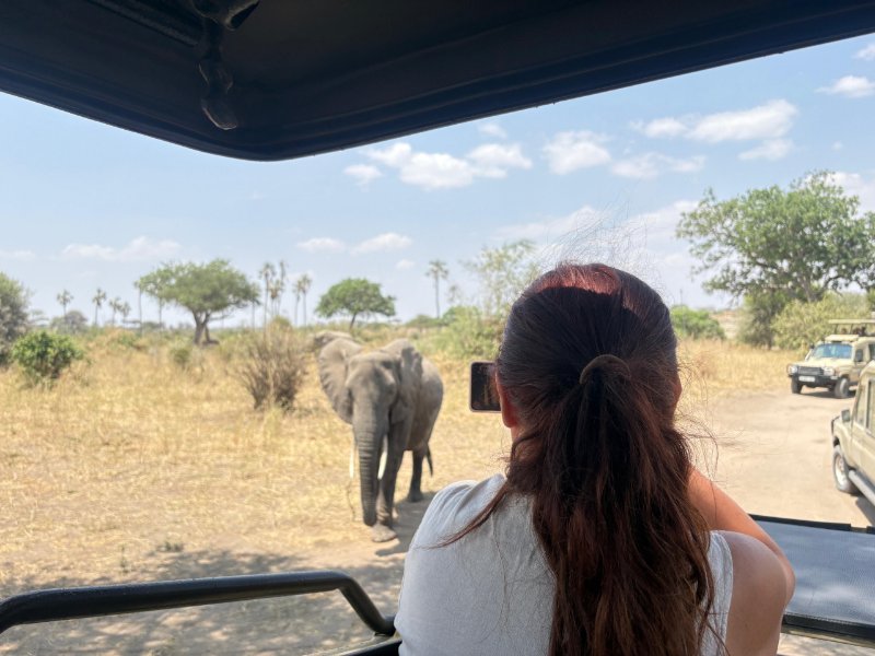 Tanzanija, slon, safari